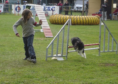 des Cheyennes du Petit Canyon - AGILITY : Des débuts prometteurs !