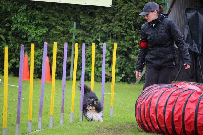 des Cheyennes du Petit Canyon - Feeby, vice-championne régionale d'agility