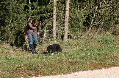 des Cheyennes du Petit Canyon - Concours de chiens truffiers : résultats