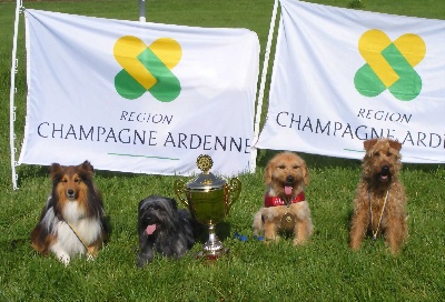 des Cheyennes du Petit Canyon - Sélectif Trophée Agility à Vittel