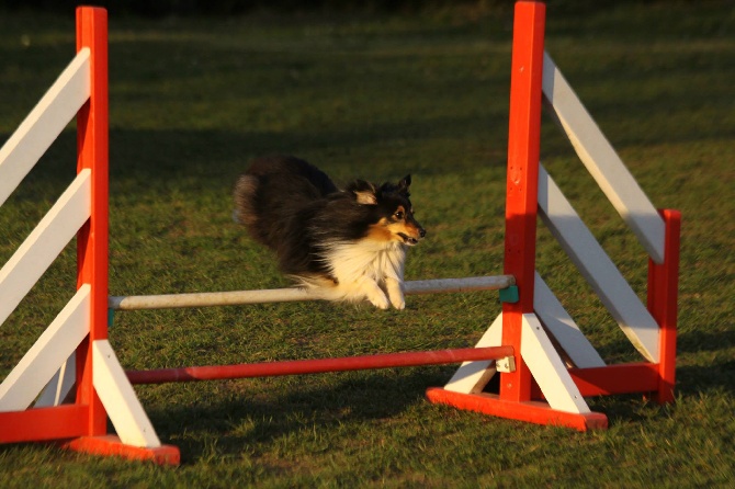 des Cheyennes du Petit Canyon - Brevet d'agility