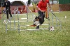  - Indiana obtient son brevet d'Agility !