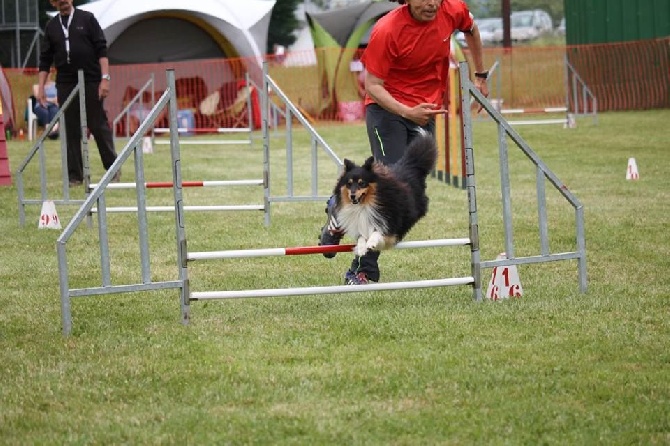 des Cheyennes du Petit Canyon - Indiana obtient son brevet d'Agility !