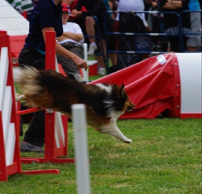 des Cheyennes du Petit Canyon - Agility : Finale du Grand Prix de France 