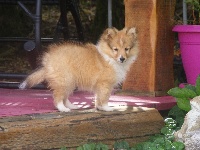 des Cheyennes du Petit Canyon - Shetland Sheepdog - Portée née le 08/06/2014