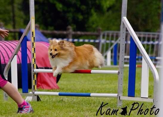 des Cheyennes du Petit Canyon - NE 2016 : Championnat de France Agility Shetland