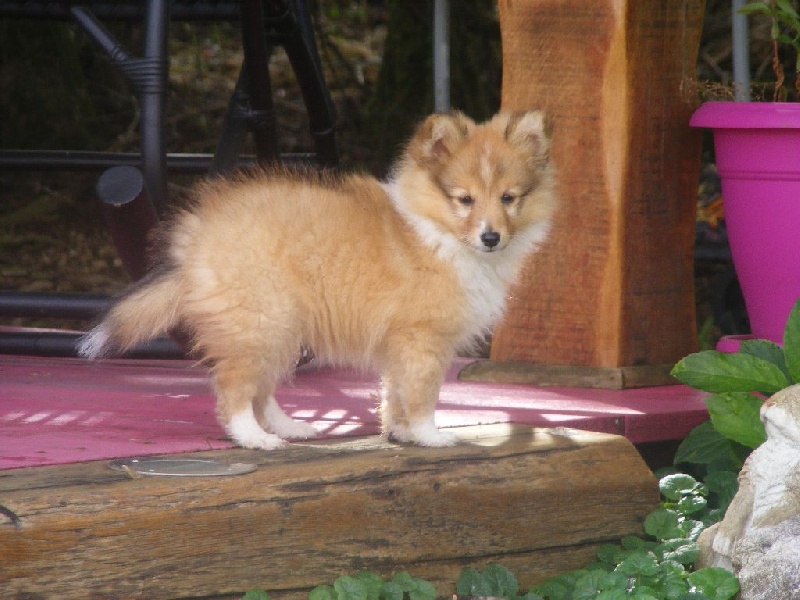des Cheyennes du Petit Canyon - Shetland Sheepdog - Portée née le 08/06/2014